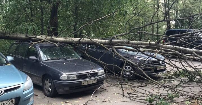 Более 20 автомобилей завалило деревьями за прошлую ночь в Петербурге